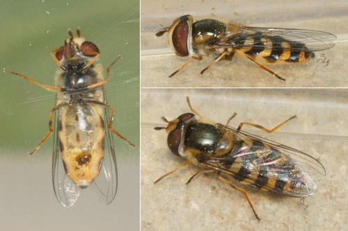 Scaeva dignota